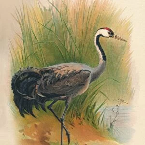 Common Crane (Grus cinerea), 1900, (1900). Artist: Charles Whymper
