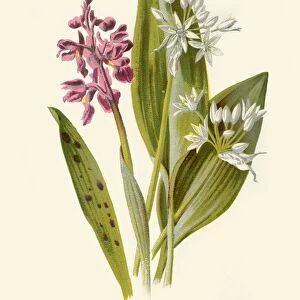 Common Orchis and Broad-Leafed Garlic, 1877. Creator: Frederick Edward Hulme