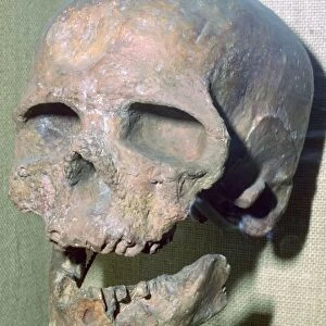 Cro-magnon skull