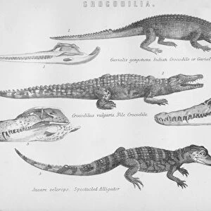 Crocodilia, 19th century. Creator: Unknown