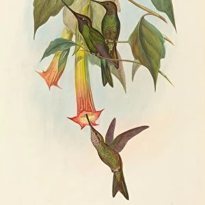 Docimastes ensiferus (Sword-billed Hummingbird). Creators: John Gould