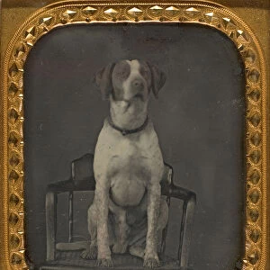 Dog Posing for Portrait in Photographers Studio Chair, ca. 1855. Creator: Rufus Anson