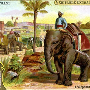 The Elephant as draught animal, c1900