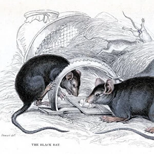 Engraving of Black rat caught in trap, 1838. Artist: William Jardine
