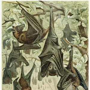 Flying Foxes, from Brehms Tierleben, pub. 1860s (colour lithograph), 1860