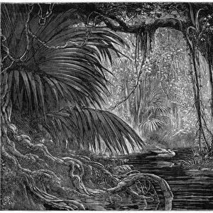 A forest scene in Peru, 1877