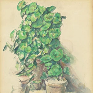 Geraniums, 1888 / 1890. Creator: Paul Cezanne