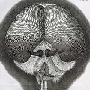 Grey drone-fly, observation XXXIX from Hookes Micrographia, 1664. Artist: Robert Hooke