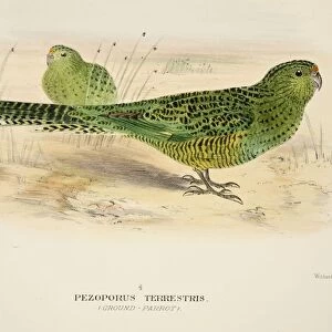 Ground Parrot, pub. 1916 (hand coloured engraving). Creator: Roland Green (1896 - 1972)