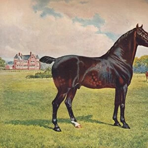 Hackney Pony stallion Berkeley Model, c1900 (c1910). Artist: Henry Powell Palfrey