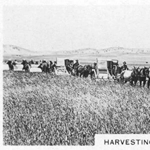 Harvesting wheat, Australia, 1928