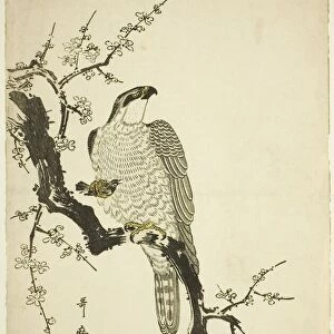 Hawk on a Plum Branch, Japan, 1800. Creator: Kitagawa Utamaro