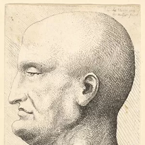 Head of a bald man in profile to left, 1644-52. Creator: Wenceslaus Hollar