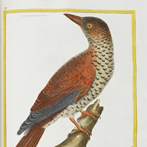 Histoire naturelle. Oiseaux. Planches enluminees, 1782