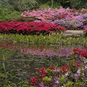 Isabella Plantation, Richmond Park, Richmond, Surrey, England, UK, 14 / 5 / 10. Creator: Ethel Davies