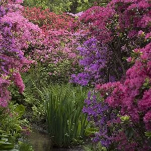 Isabella Plantation, Richmond Park, Richmond, Surrey, England, UK, 14 / 5 / 10. Creator: Ethel Davies