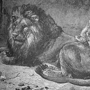 Lion and Lioness, c1900. Artist: Helena J. Maguire