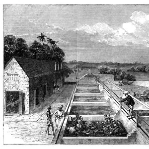 Manufacturing indigo in Tirhoot (Muzaffarpur), Lower Bengal, 1869