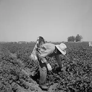 Mexican picking cantaloupes in the Imperial Valley, California, 1937. Creator: Dorothea Lange