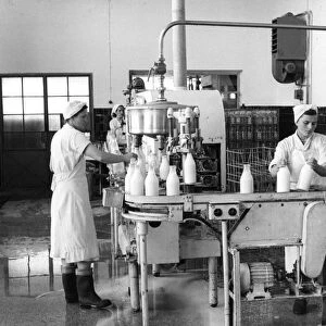 Milk production, Zagreb, Yugoslavia, 1952