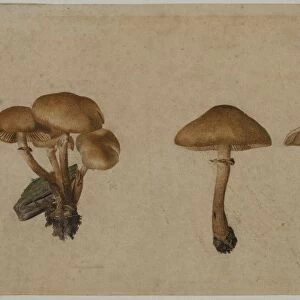 Mushrooms, 1751. Creator: Georg Wilhelm Baurenfeind (German, c. 1710-1763)