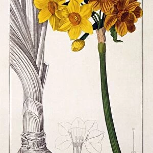 Narcissus Tazetta, pub. 1836. Creator: Panacre Bessa (1772-1846)