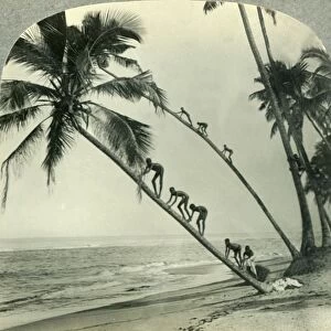 Natives Climbing Palm Trees Overhanging an Orient Sea, Island of Ceylon, c1930s