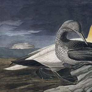 Northern Gannet, Morus Bassanus, 1845