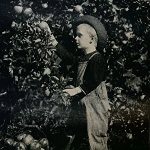 In One Of Ontaarios Fruitful Orchards, c1934