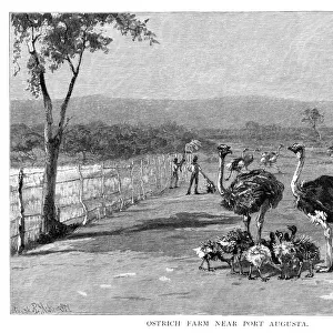 Ostrich farm near Port Augusta, South Australia, 1886. Artist: Frank P Mahony