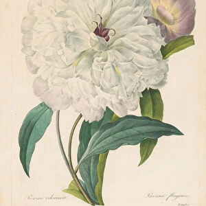 Paeonia flagrans (Peony), 1827. Creator: Redoute, Pierre-Joseph (1759-1840)