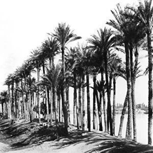Palm Trees beside the Nile, Egypt, 1895. Artist: Zangaki