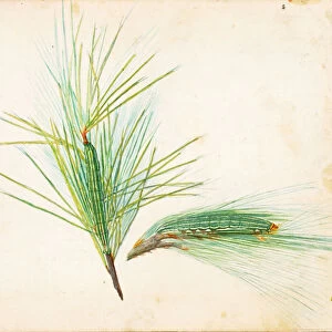 Pine-Tuft Caterpillar... early 20th century. Creator: Gerald H. Thayer