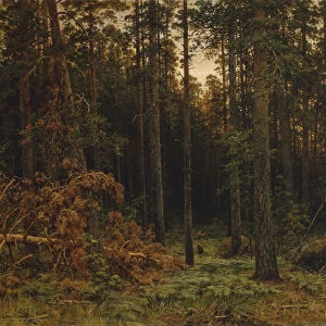 Pinewood, 1885. Artist: Shishkin, Ivan Ivanovich (1832-1898)