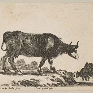 Plate 7: cow, from Various animals (Diversi animali), ca. 1641