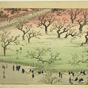 Plum Garden at Kameido (Kameido Umeyashiki), from the series "Famous Places in Edo... 1859. Creator: Utagawa Hiroshige II. Plum Garden at Kameido (Kameido Umeyashiki), from the series "Famous Places in Edo... 1859