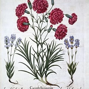 Red Carnation and Lavender, from Hortus Eystettensis, by Basil Besler (1561-1629), pub