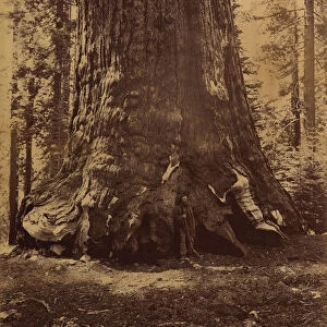 Section of the Grizzly Giant with Galen Clark, Mariposa Grove, Yosemite, 1865-66