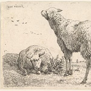 Two sheep, one shown frontally in a reclining position with its legs folded underneath