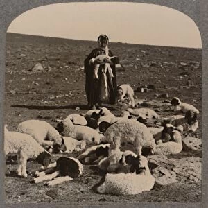 Shepherd and flock, c1900