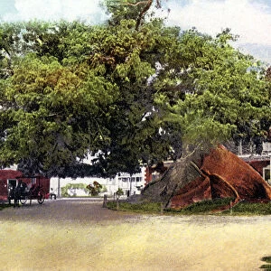 Silk Cotton Tree, Nassau, New Providence, Bahamas, c1900s
