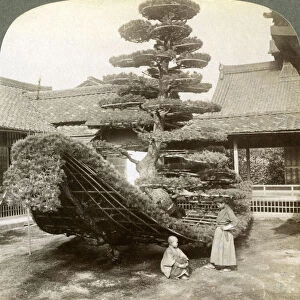 A single pine trained into the shape of a boat, Kinkaku-ji Monastery, Kyoto, Japan, 1904. Artist: Underwood & Underwood