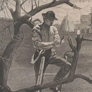 Spring Farm Work - Grafting (Harpers Weekly, Vol. XIV), April 30, 1870