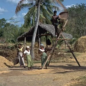 Sri Lankan villagers winnowing rice. Artist: CM Dixon