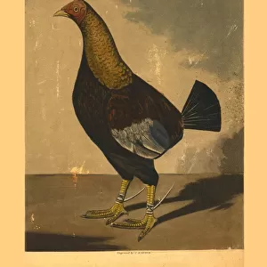 Streaky Breasted Red Dunn. Called the Bone Crusher, 19th century. Creator: C R Stock