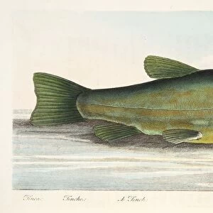 The Tench, from A Treatise on Fish and Fish-ponds, pub. 1832 (hand coloured engraving)