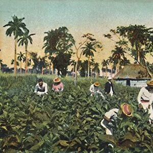 Tobacco plantation, Cuba, c1920s. Creator: Unknown