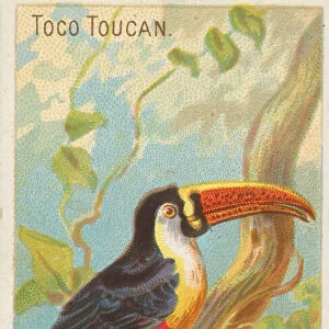Toco Toucan, from the Birds of the Tropics series (N5) for Allen &