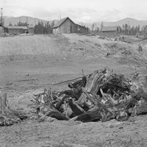 The Unruf family, stump pile, and their partly developed farm, Boundary County, Idaho, 1939 Creator: Dorothea Lange
