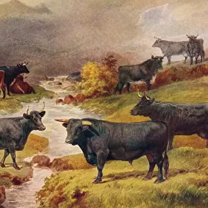 Welsh Black cattle, c1906 (c1910)